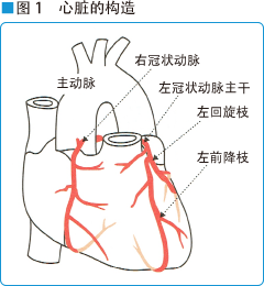 图1 心脏的构造