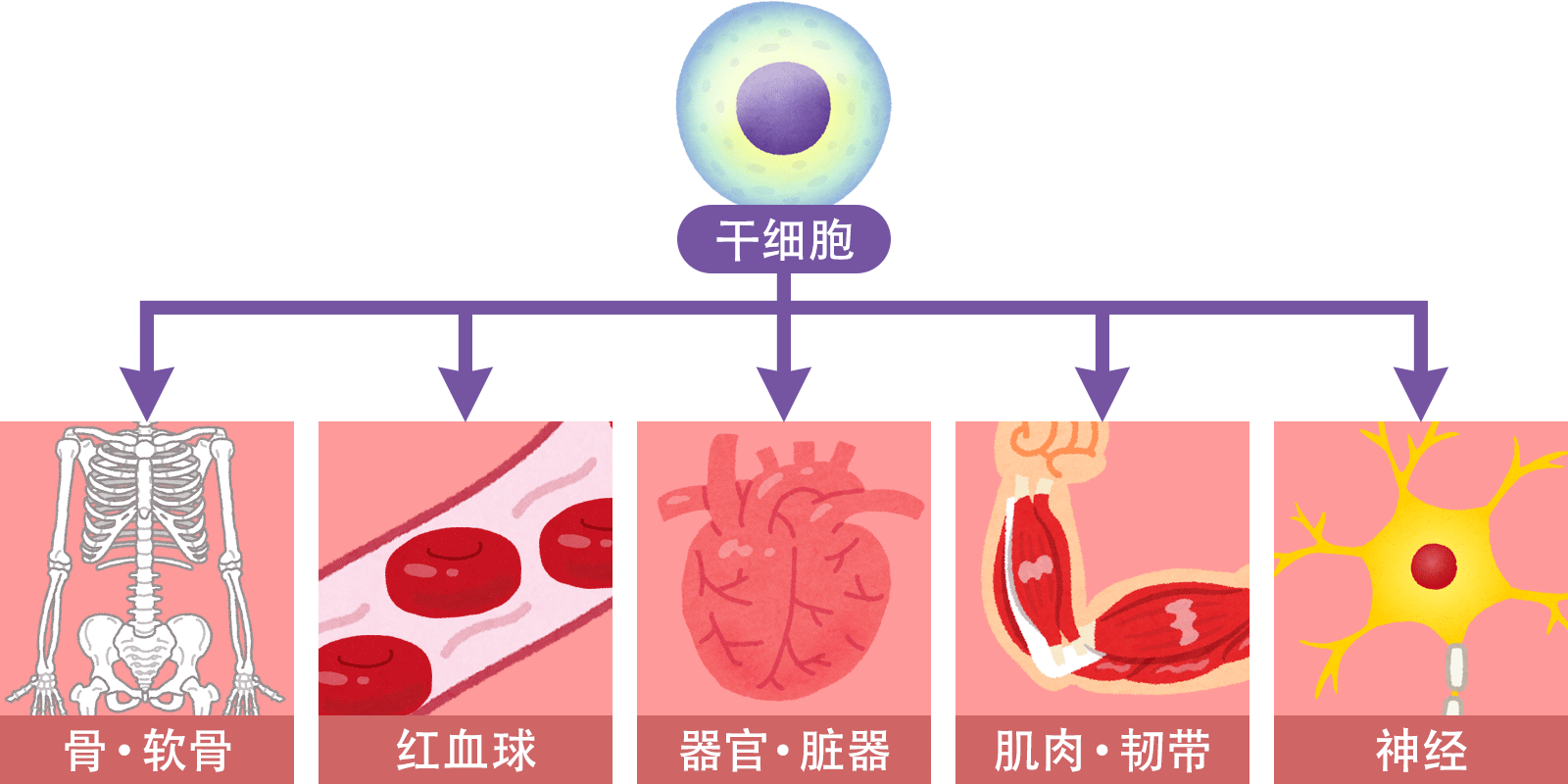 干细胞再生治疗